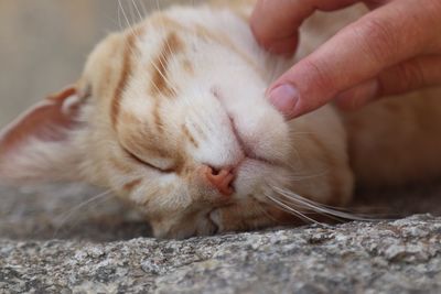 Close-up of a cat with eyes closed