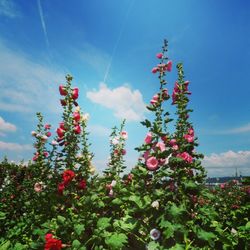 Low angle view of flowers against blue sky