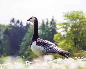 Canada goose on field against trees