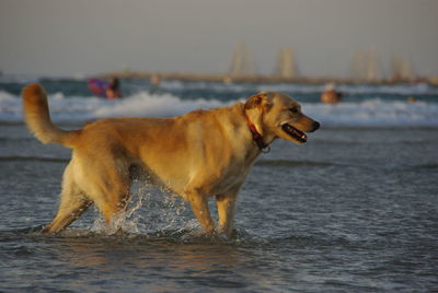 Dog on beach against sky