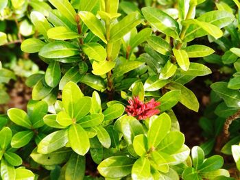 Close-up of red flowering plant