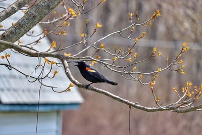 Bird perching on a branch