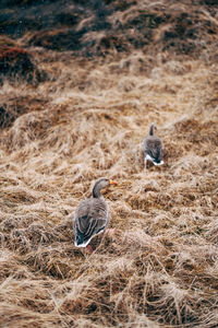 View of birds perching on field