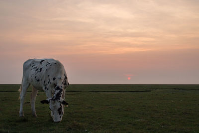 View of a horse on field during sunset