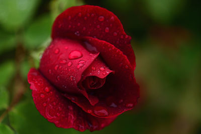 Close-up of wet red rose