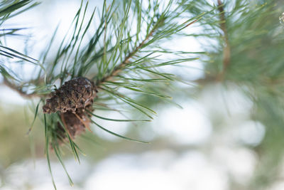 Close-up of insect on pine tree