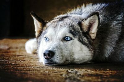 Close-up portrait of dog