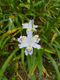 High angle view of purple flowering plant on field