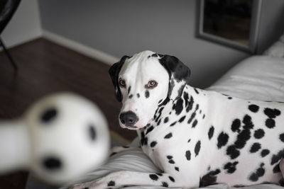 High angle view of dalmatian sitting on bed at home