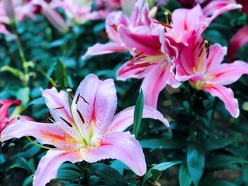 Close-up of pink flowers blooming outdoors