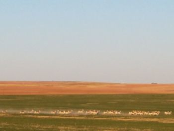 Scenic view of field against clear sky