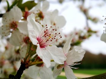 Close-up of pink flowers