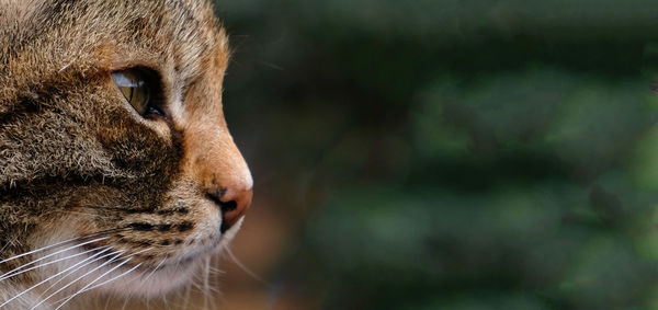 Selective focus. banner with a muzzle of a striped cat in profile, copy space.