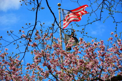 Low angle view of cherry blossoms against blue sky