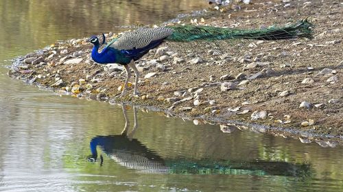 Side view of a bird on water