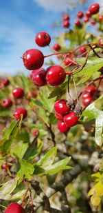 Close-up of red berries growing on tree