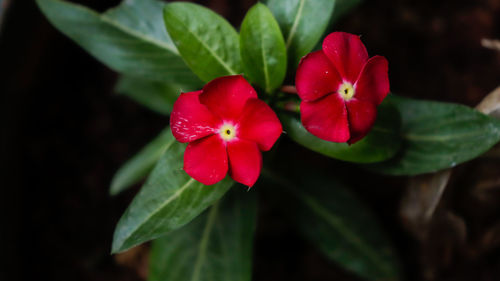 Close-up of red flowering plant
