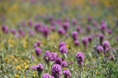 Close-up of purple flowering plants on field