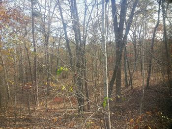 Bare trees in forest