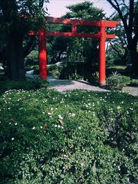 Red plants and trees in park