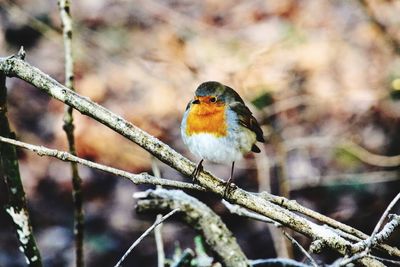 Close-up of bird perching on branch