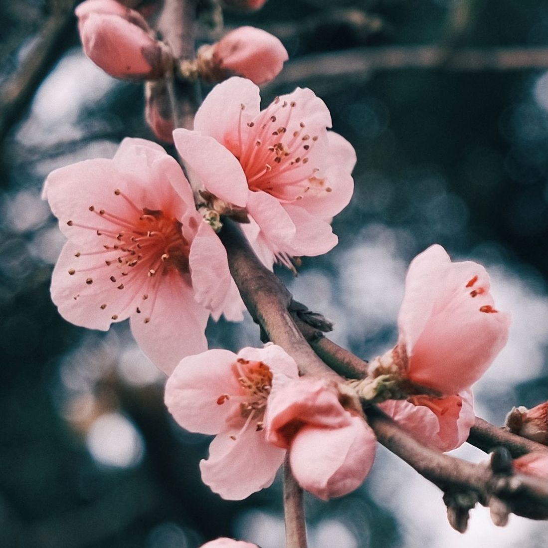 plant, flower, flowering plant, beauty in nature, pink, freshness, fragility, blossom, springtime, growth, spring, nature, tree, flower head, inflorescence, close-up, petal, pollen, branch, macro photography, stamen, botany, no people, cherry blossom, outdoors, focus on foreground, produce, day