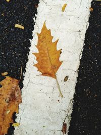 High angle view of maple leaf on sidewalk