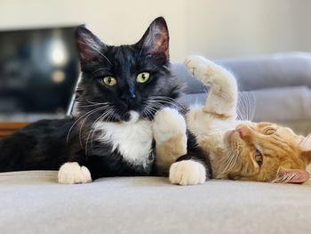 Portrait of cat resting on sofa at home