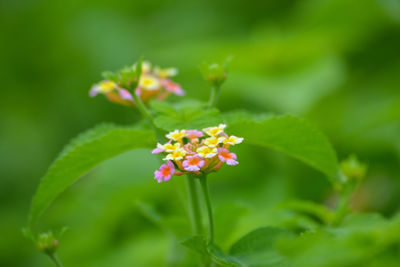 Close-up of flowering plant