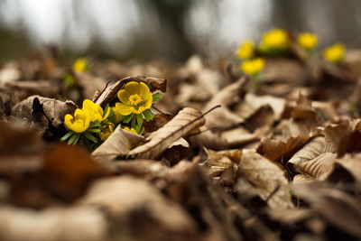 Close-up of yellow leaves on plant