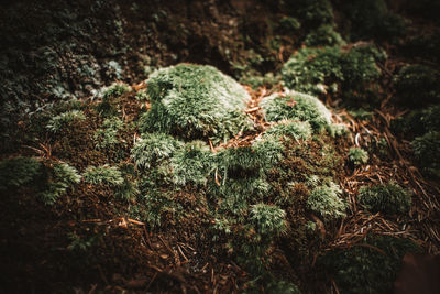 Close-up of moss growing on rock