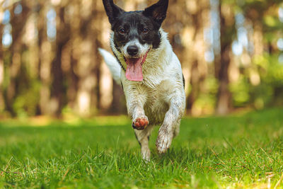 Border jack puppy playing