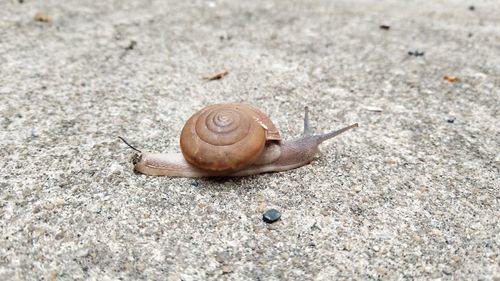 Close-up of snail