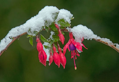 Close-up of frozen plant during winter