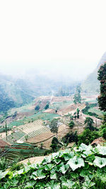 Scenic view of agricultural landscape against sky