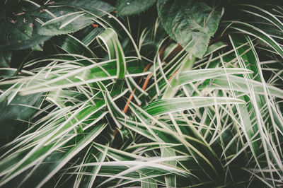 Plant growing on tree