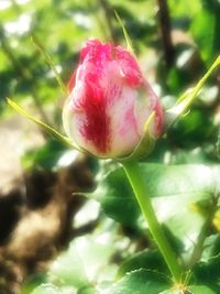 Close-up of pink flowers