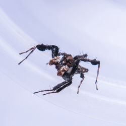 High angle view of spider on white background