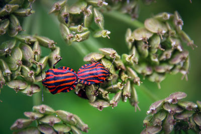 Close-up of butterfly pollinating on plant