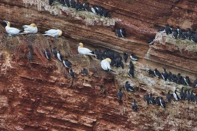 High angle view of pigeons perching in a water