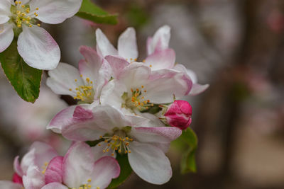 Close-up of pink cherry blossoms