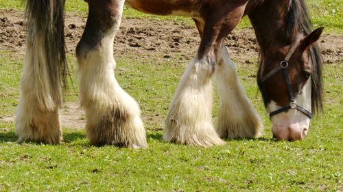 Low section of cold blooded horse