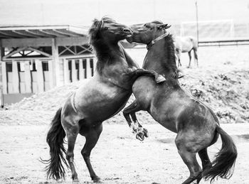 Horses in the field