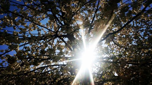 Low angle view of trees against sky