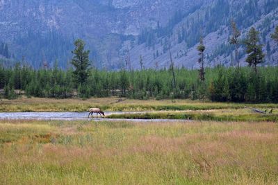 Horses in a forest