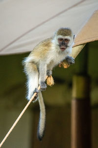 Vervet monkey stands on rope eyeing camera
