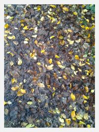 Close-up of leaves on ground