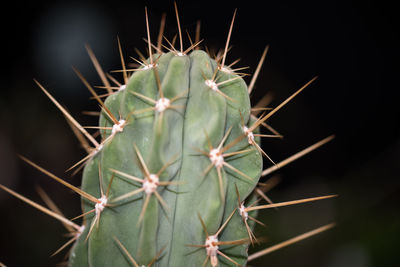 Close-up of succulent plant