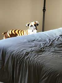 Portrait of dog by bed at home