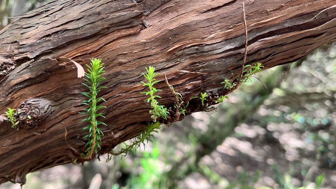 tree, plant, nature, branch, leaf, trunk, tree trunk, wood, no people, day, green, growth, forest, outdoors, close-up, flower, focus on foreground, textured, beauty in nature, brown, plant part, land, soil, tranquility, sunlight, pattern, environment, pinaceae, plant bark